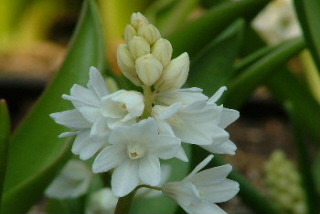 Puschkinia scilloides var. libanotica 'Alba'Buishyacint bestellen